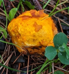 Calvatia rugosa