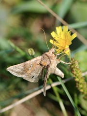 Autographa bimaculata