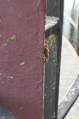 Eburida quadriguttata