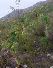 Serruria phylicoides