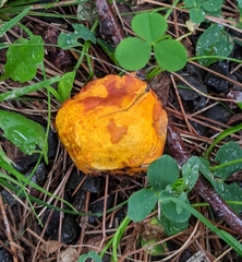 Calvatia rugosa