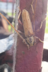 Eburida quadriguttata