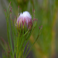 Serruria phylicoides