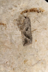 Pelochrista corosana