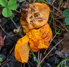 Calvatia rugosa