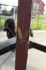 Eburida quadriguttata