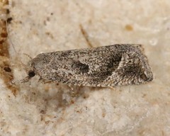 Pelochrista corosana