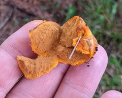Calvatia rugosa