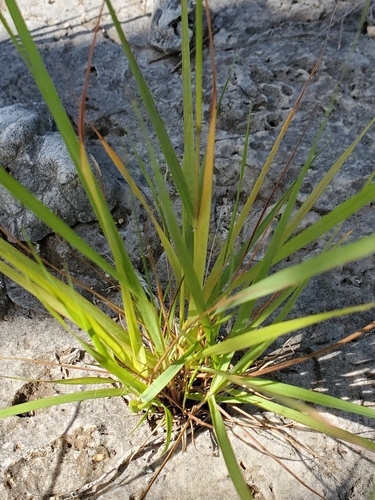 Image of Plains love grass by (c) Jo Roberts, some rights reserved (CC BY)