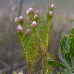 Serruria phylicoides