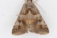 Drasteria ingeniculata