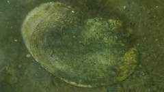 Ruditapes philippinarum