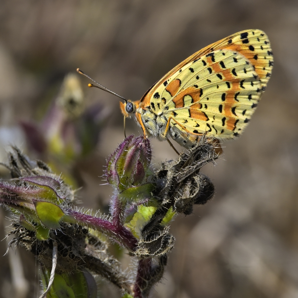 Spotted Fritillary