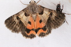 Drasteria ingeniculata