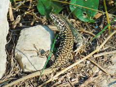 Podarcis muralis