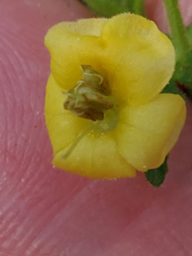Image of Seymeria texana by (c) Jo Roberts, some rights reserved (CC BY)