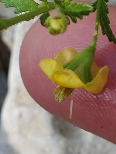 Image of Seymeria texana by (c) Jo Roberts, some rights reserved (CC BY)