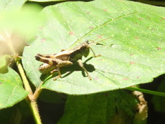 Melanoplus walshii