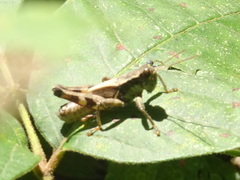 Melanoplus walshii