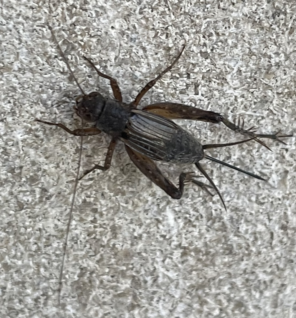 Allard's Ground Cricket