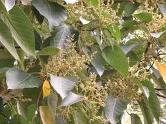 Macaranga capensis capensis