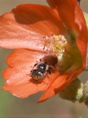 Macroteropsis