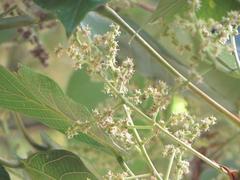 Macaranga capensis capensis