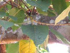 Macaranga capensis capensis