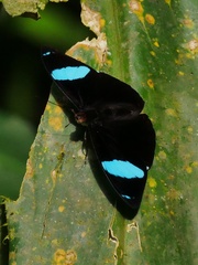 Nessaea aglaura