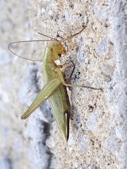 Oecanthus nigricornis