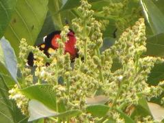 Macaranga capensis capensis