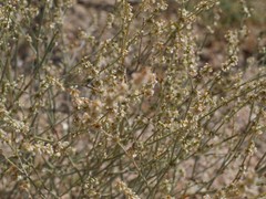 Eriogonum polycladon