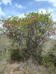Schotia afra afra