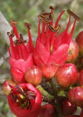 Schotia afra afra