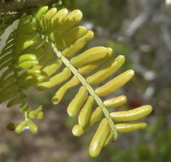 Schotia afra afra