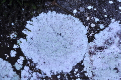 Lepraria normandinoides