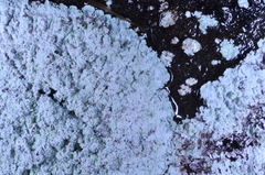 Lepraria normandinoides