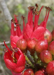 Schotia afra afra