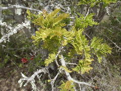 Schotia afra afra