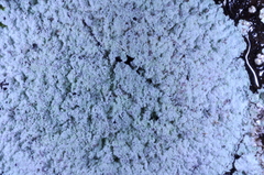 Lepraria normandinoides