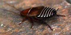 Temnopteryx phalerata