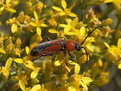 Crossidius discoideus