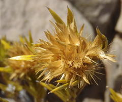 Pteronia fasciculata
