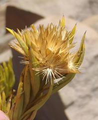 Pteronia fasciculata