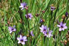 Sisyrinchium platense