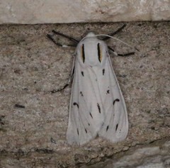 Ectypia bivittata