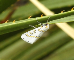 Philtraea paucimacula