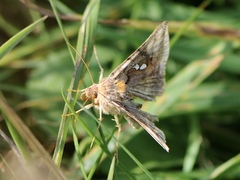 Autographa bimaculata