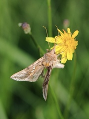 Autographa bimaculata