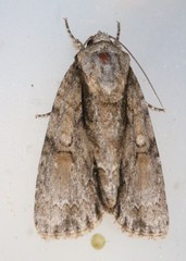 Acronicta connecta